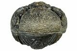 Long, Curled Morocops Trilobite - Morocco #323503-2